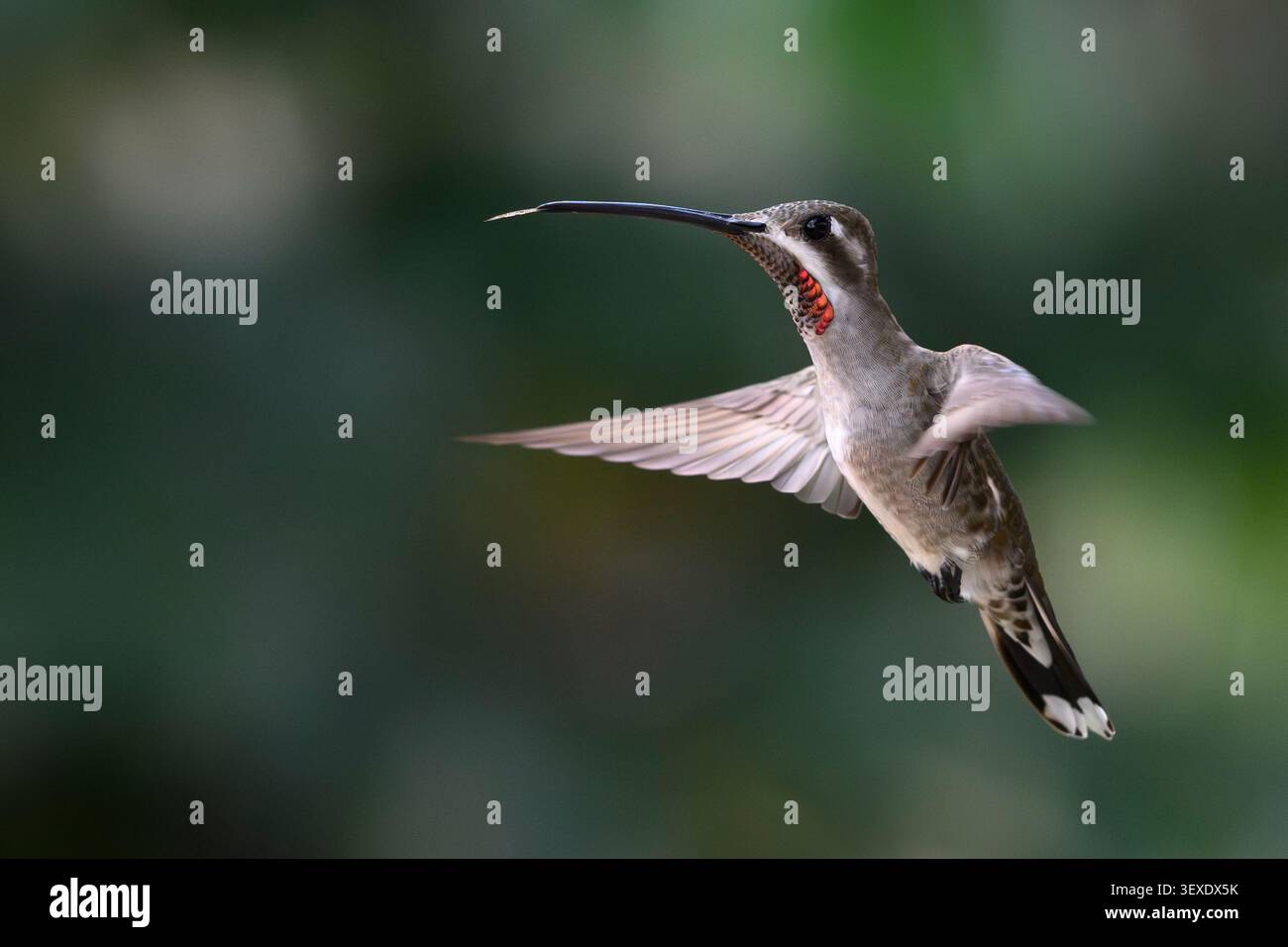 Hummingbird Starthroat a Rancho Primavera vicino a El Tuito, Jalisco, Messico Foto Stock