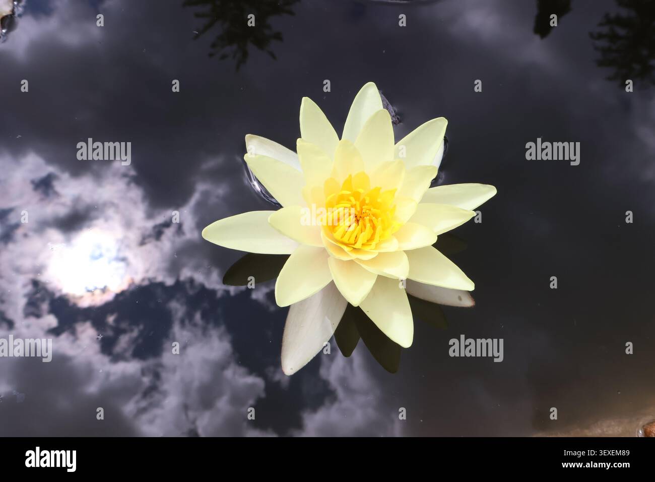 Ritratto ravvicinato di fiori gialli sereni con riflessi del cielo e del sole sull'acqua Foto Stock