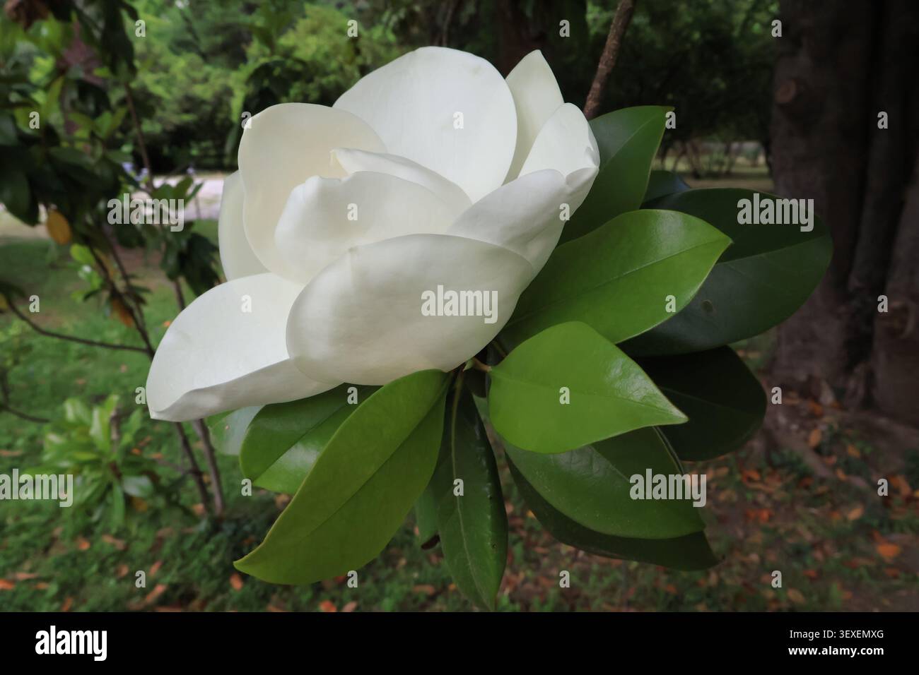 Vista laterale di un grande fiore di magnolia bianco in fiore su un ramo con sfondo sfocato Foto Stock