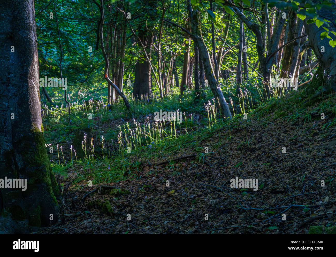 La luce del sole attraversa il fondo della foresta, mettendo in risalto le piante di bluebell in un bosco oscuro e misterioso nel Gloucestershire. Foto Stock