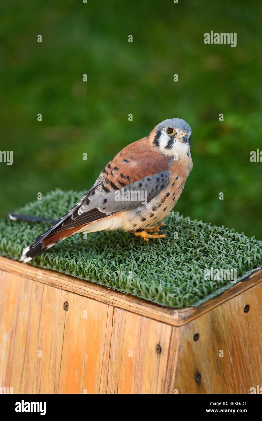 American Kestrel (Falco sparverius) guarda in alto a Sky - uccello in cattività Foto Stock