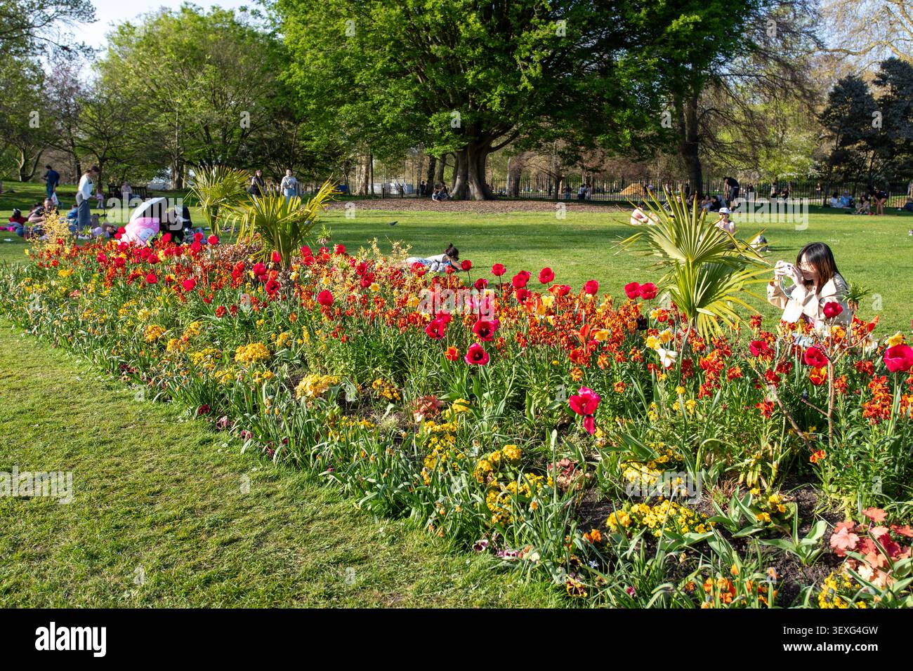 Tulipi e campanule colorati piantati in aiuole formali nel Giardino delle Rose a Hyde Park, uno dei parchi reali di Londra Foto Stock