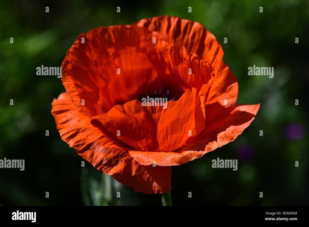 Fiore di papavero orientale arancione, Papaver orientale, macro nel giardino, primavera Foto Stock
