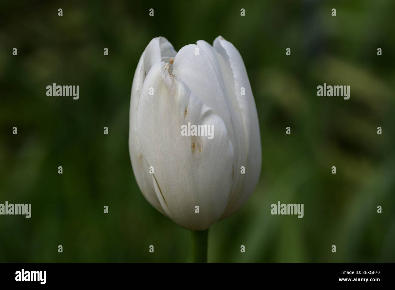 Tulipa bianca che fiorisce alla luce primaverile sul Freundschaftsinsel, Potsdam. Petali lisci, sfondo morbido, tradizione di piantagione Foerster. Foto Stock