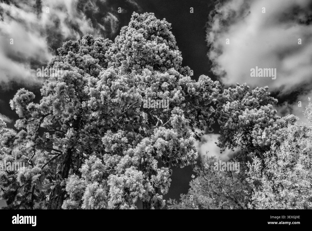 Una vista a infrarossi monocromatica ad angolo basso che guarda verso alberi maturi contro un cielo nuvoloso a Castle Meadows, Wallingford, Oxfordshire. Foto Stock