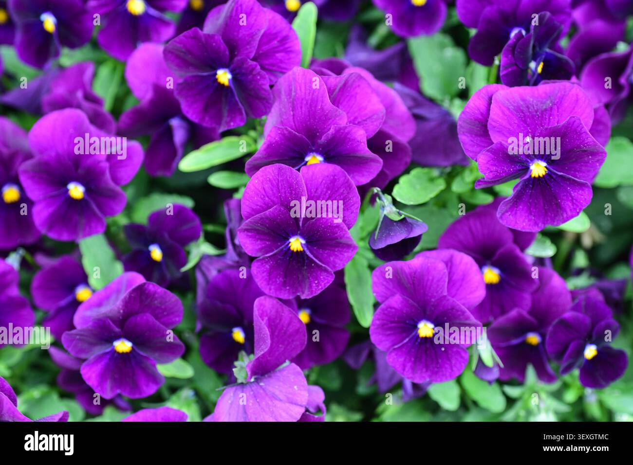 Potsdam, Germania, 2026 — Viola cornuta con petali viola intenso e centro giallo, fotografata sull'isola della Freundschaft a Potsdam in una luce naturale soffusa. Foto Stock