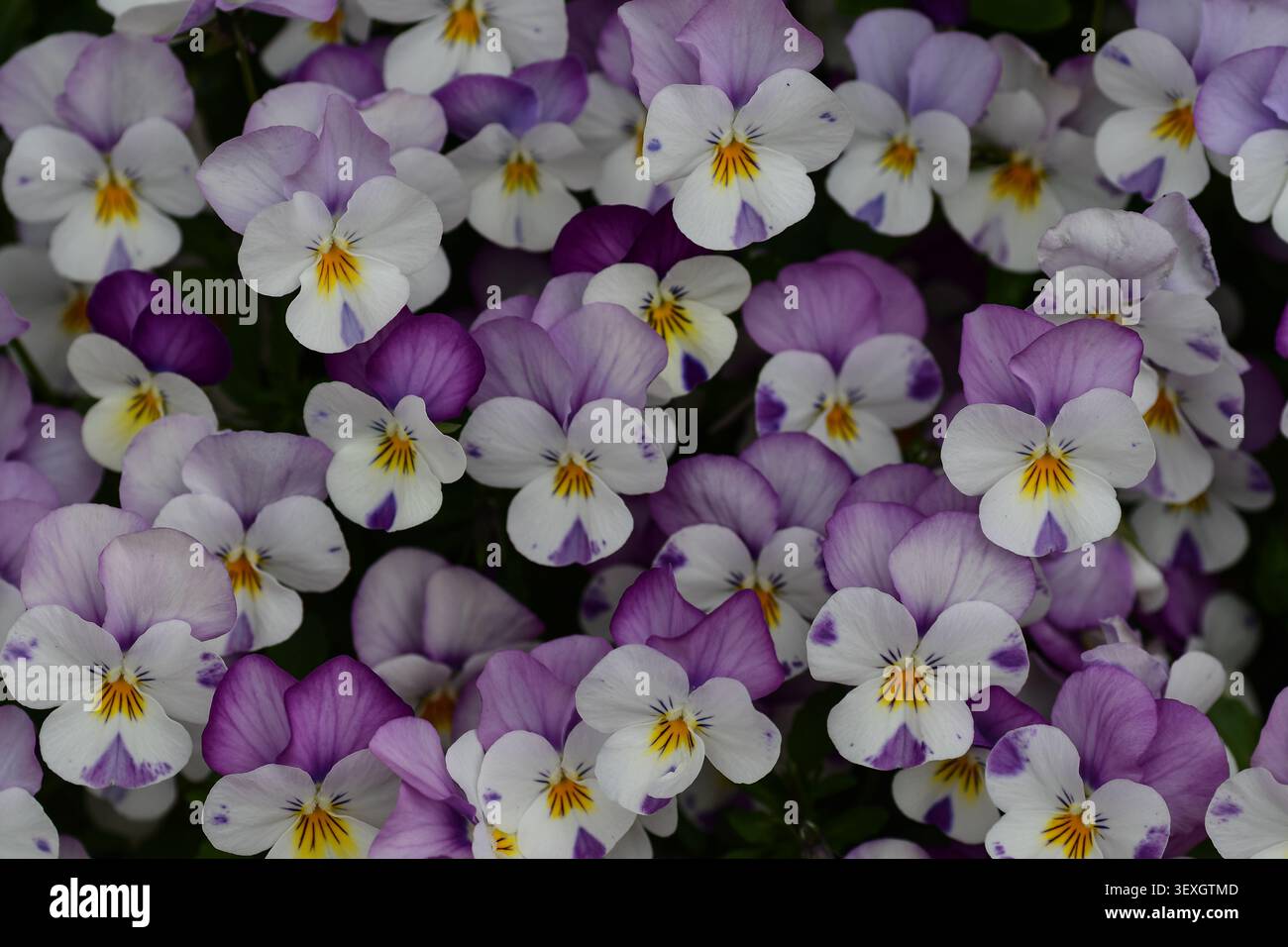 Potsdam, Germania, 2026. Viola cornuta con petali bianchi e lavanda e centri gialli, fotografata sull'isola della Freundschaftsinsel in una luce naturale soffusa. Foto Stock