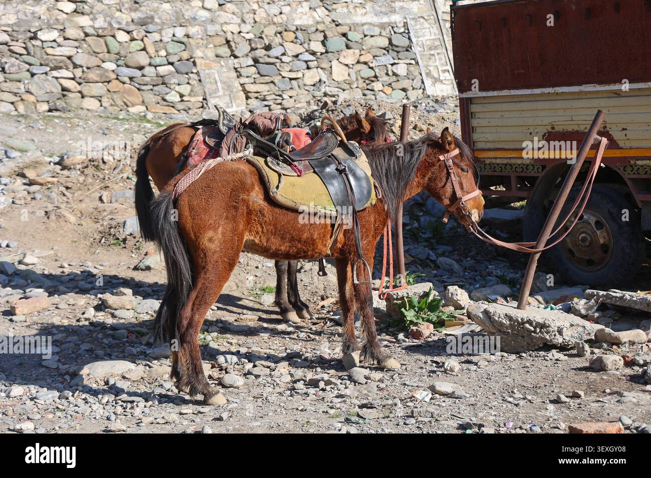 Cavalli da pony sellati in attesa di turisti a Sonamarg, Kashmir, India, in una base di trekking di montagna, che rappresenta il viaggio a cavallo, il trasporto locale Foto Stock