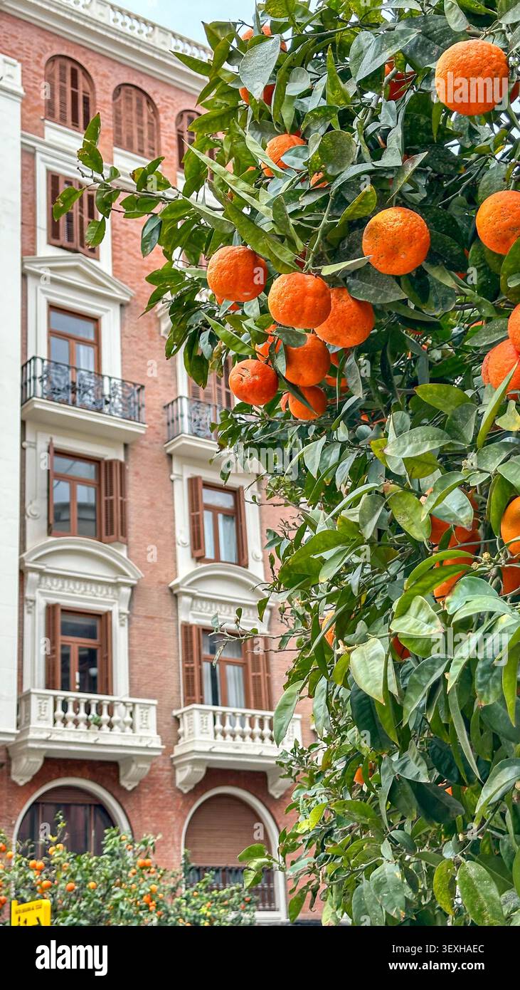 Primo piano di arancio con frutta matura di fronte all'edificio storico di Valencia. Foto Stock