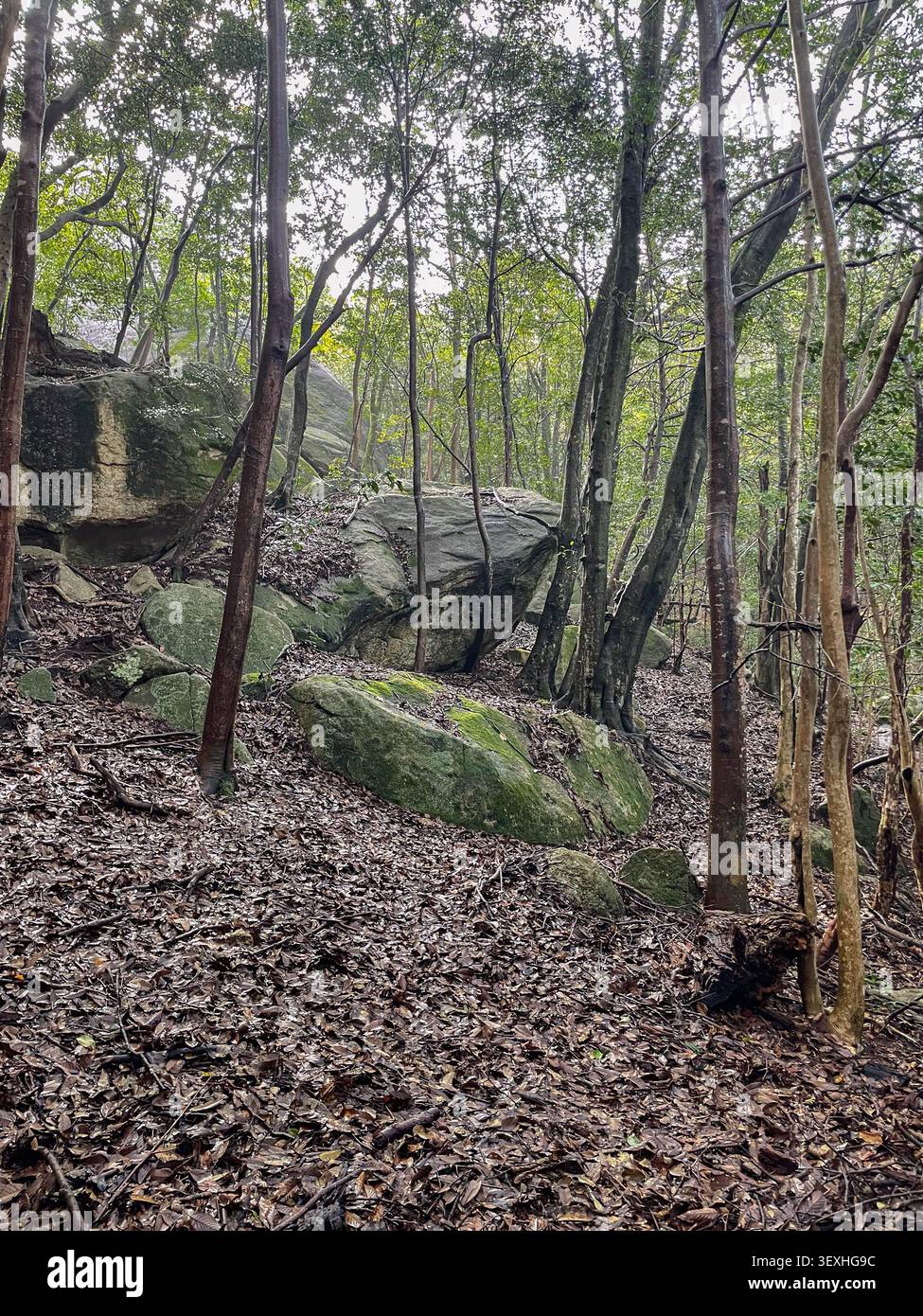 Vista del terreno della foresta ricoperto di foglie e rocce muschiate circondate da alti alberi a Miyajima, in Giappone. Foto Stock
