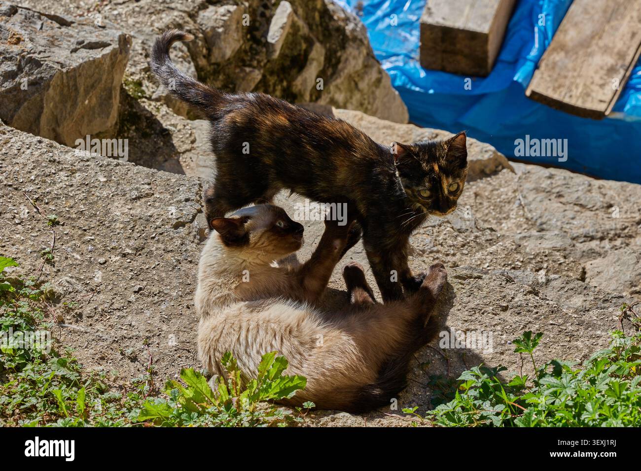 Due gattini giocano sulla strada di un villaggio di montagna in Spagna. Foto Stock