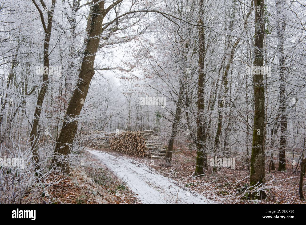Sentiero nella foresta ghiacciata di Rambouillet, Parco naturale regionale dell'alta Valle di Chevreuse, dipartimento Yvelines, regione Ile de France, Francia, Europa Foto Stock