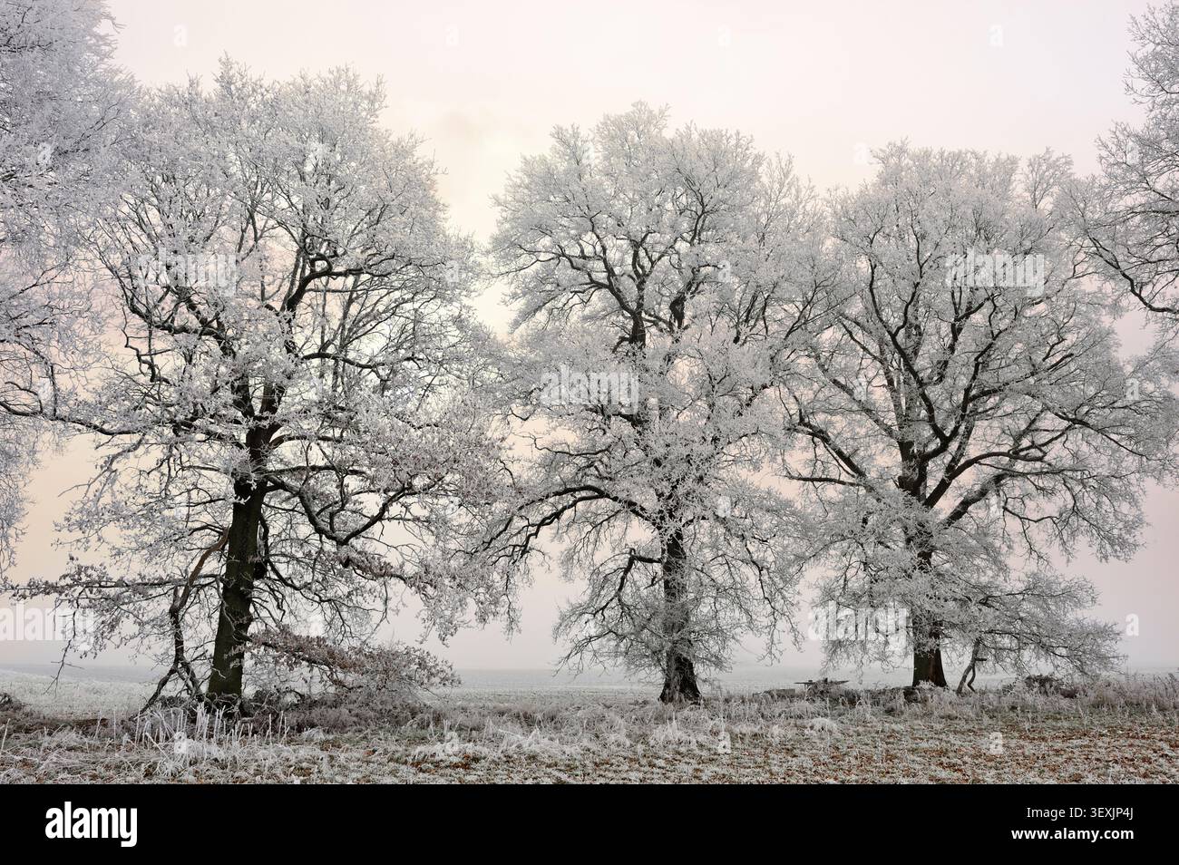 Ricoperto di querce ghiacciate in un campo ai margini della foresta di Rambouillet, Parco naturale regionale dell'alta Valle di Chevreuse, dipartimento Yvelines, il Foto Stock