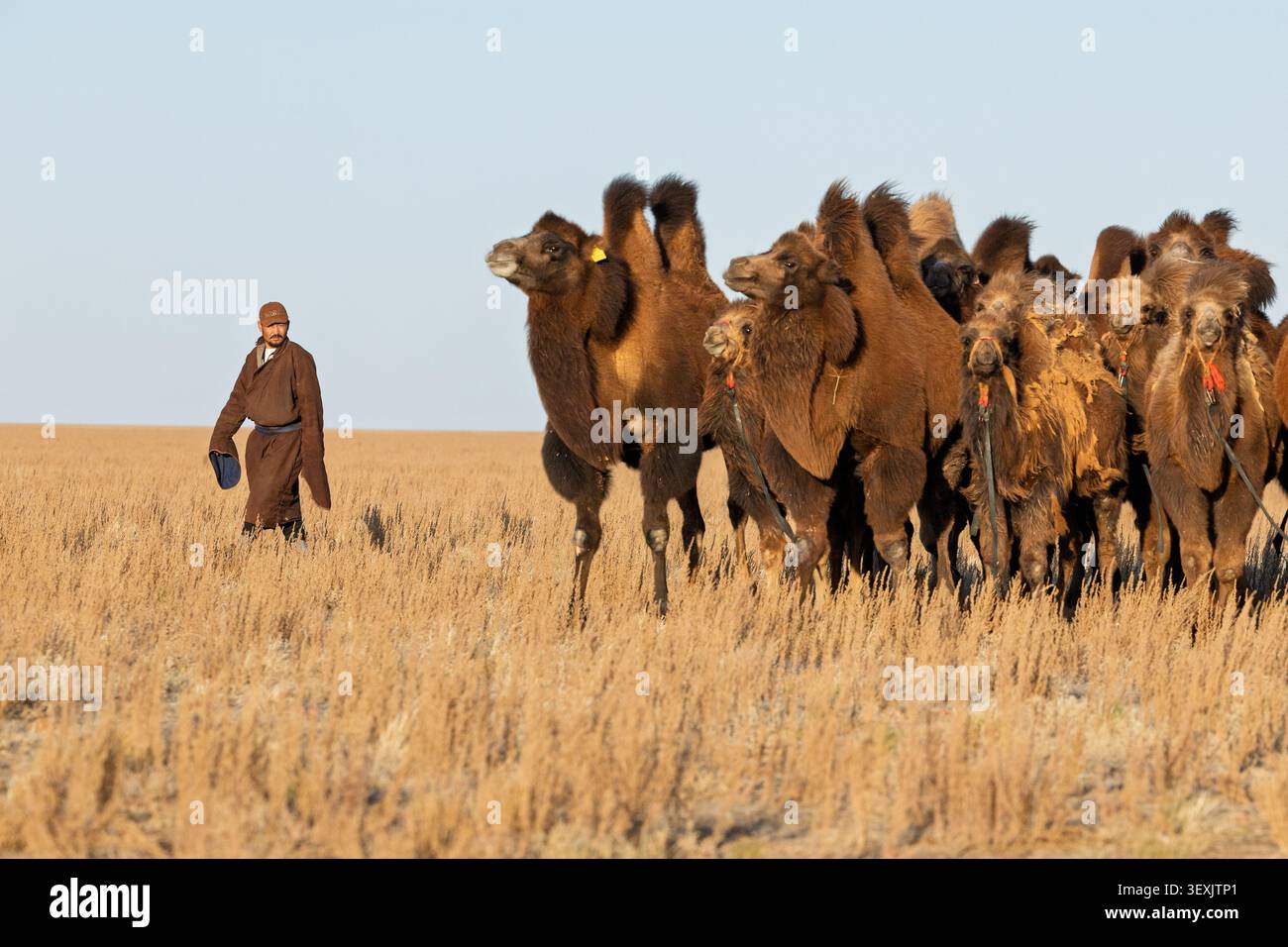 Un allevatore di cammelli cammina accanto a una mandria di cammelli battriani attraverso le praterie della Mongolia meridionale. Foto Stock