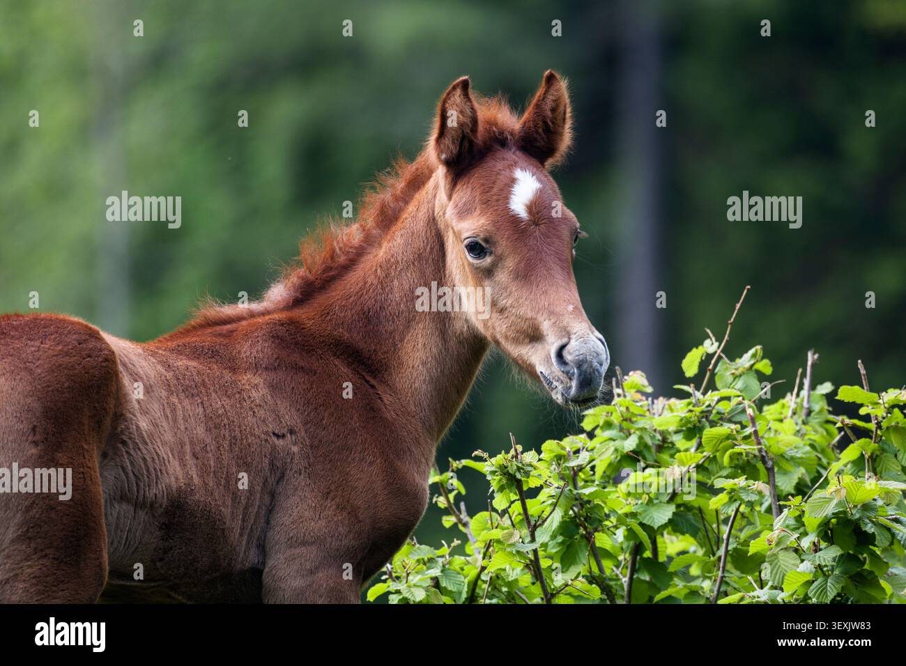 Foal (Equus caballus), cavallo, Croazia, Europa Foto Stock