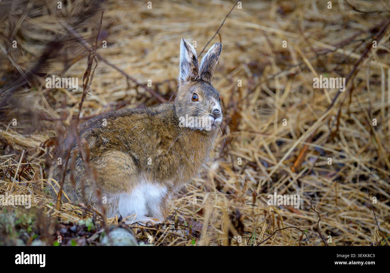 Lepre delle nevi (Lepus americanus) che guarda la fotocamera Foto Stock