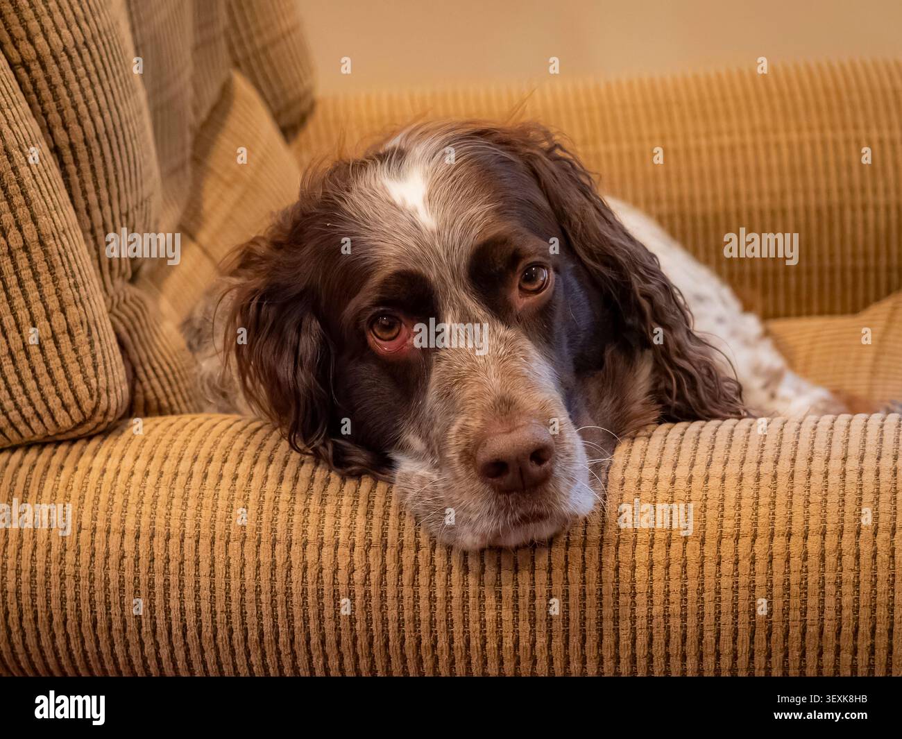 Cane spaniel inglese springer con pelliccia marrone e bianca che riposa la testa su una poltrona marrone vellutata vista ravvicinata Foto Stock
