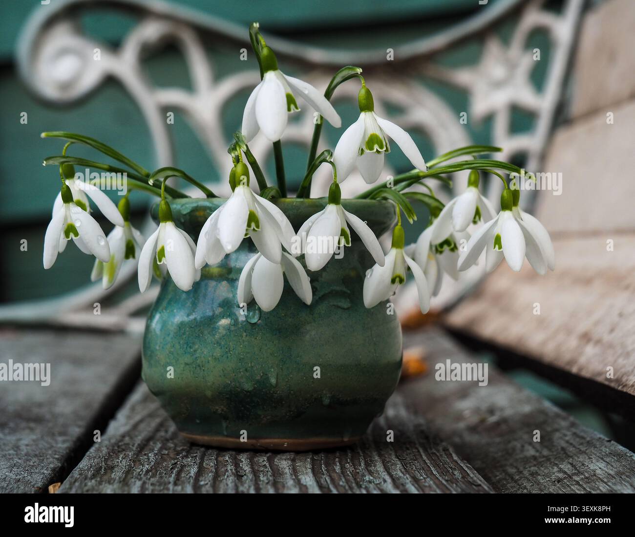 Gocce di neve in una graziosa vaso verde con uno sfondo cottage core Foto Stock