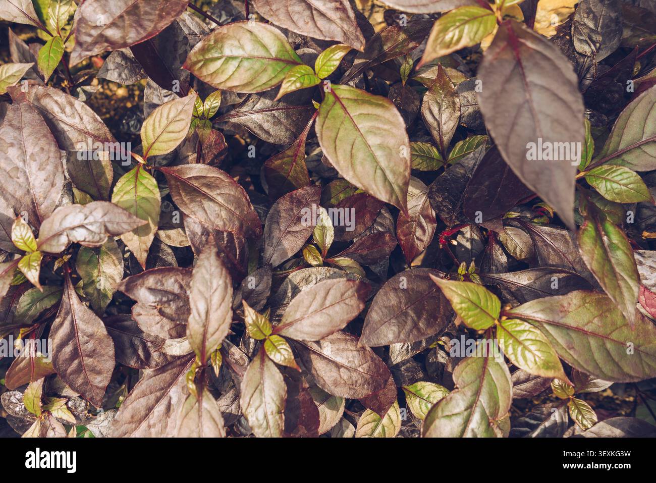Alternanthera dentata conosciuta anche come Little Ruby top view Foto Stock
