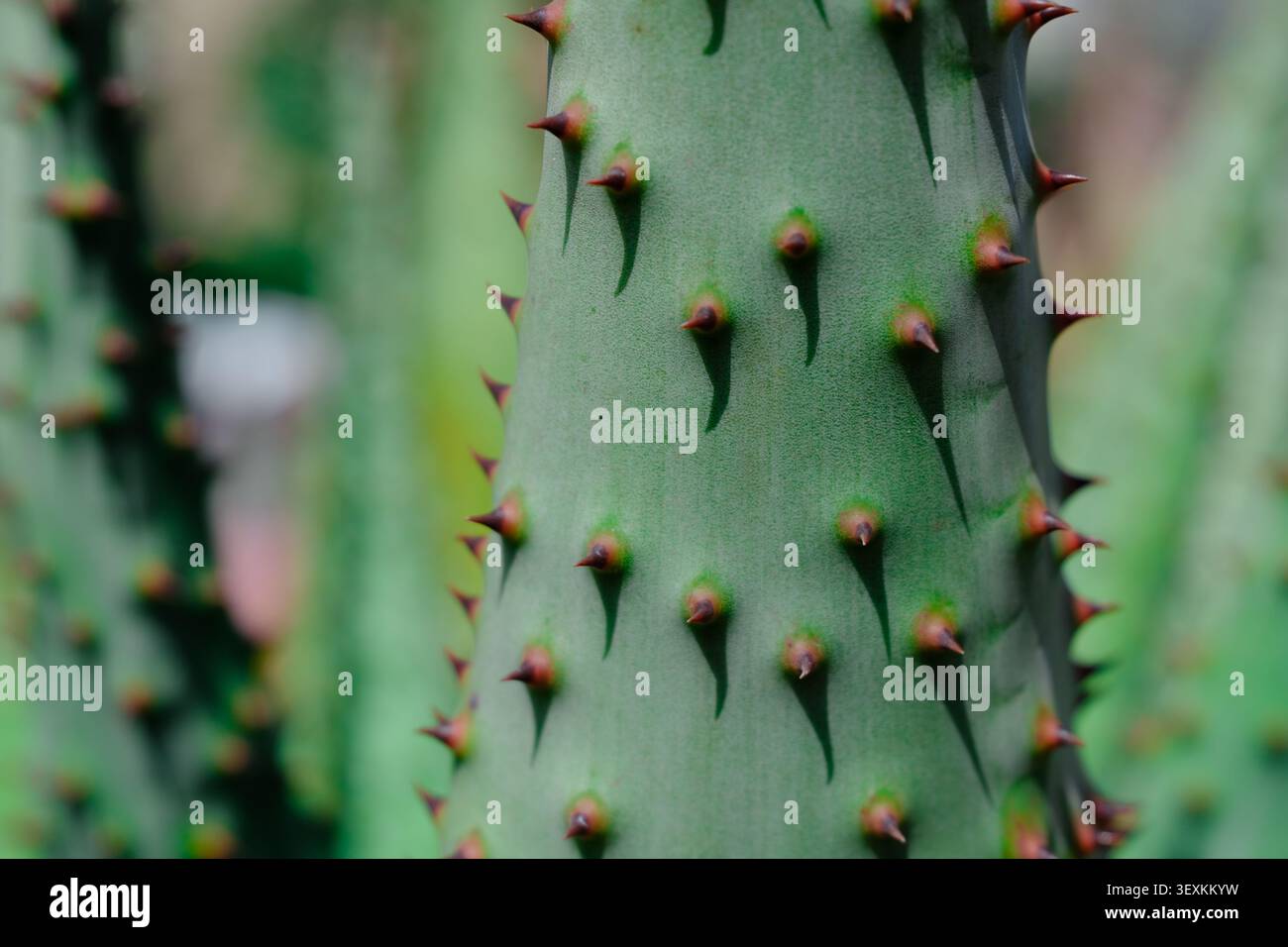 Primo piano di uno stelo di cactus verde con spine affilate e sfondo morbido e sfocato, che mostra la consistenza del deserto, il motivo naturale e i dettagli delle piante. Foto Stock