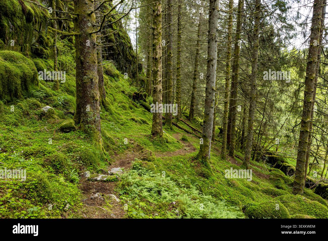 Il sentiero Mossy si snoda tra alti pini. Il sottobosco verde ricopre il terreno della foresta. La luce solare filtra delicatamente attraverso il tettuccio. La quiete circonda Foto Stock