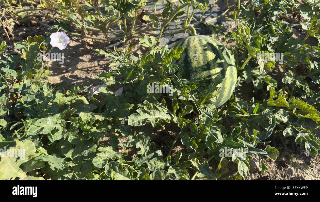 Grande anguria che cresce in campo con fiori selvatici Foto Stock