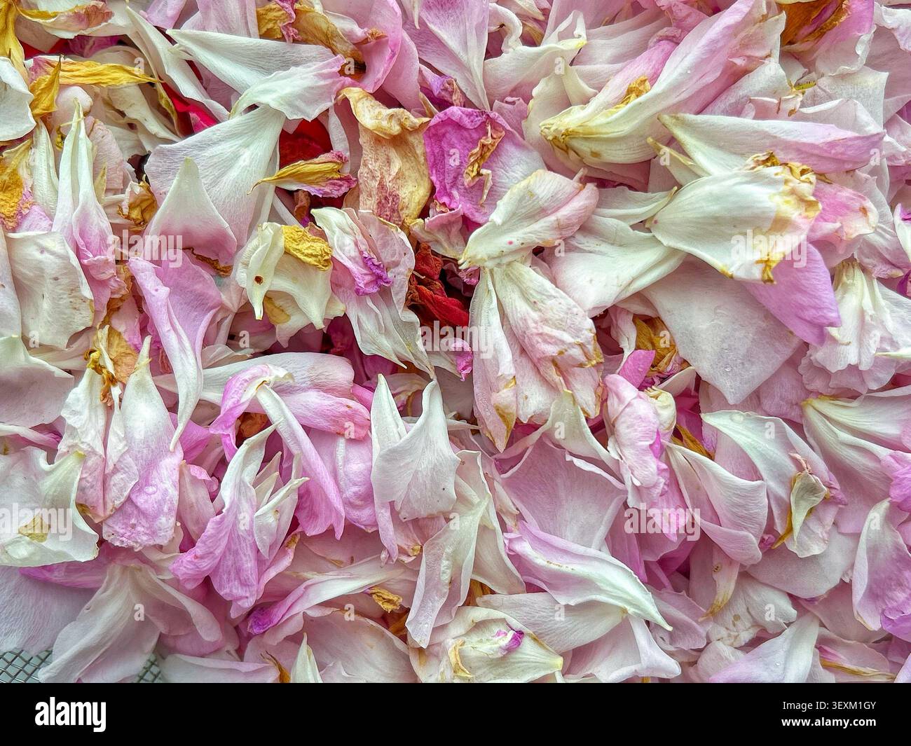 Primo piano di petali di rosa e rosa bianchi essiccati naturalmente per creare un delicato sfondo floreale con texture morbide e colori pastello sbiaditi Foto Stock
