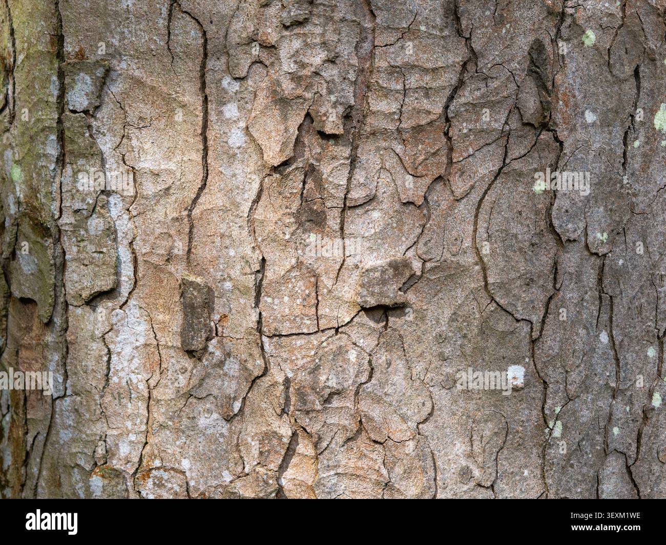 Corteccia degli alberi superficie ravvicinata che presenta crepe e fessure con licheni, Inghilterra. Sfondo naturale. Foto Stock