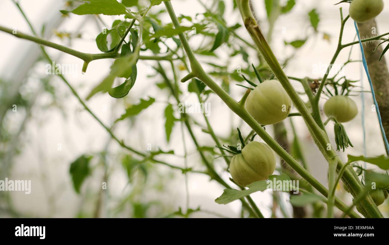 Pomodori verdi che crescono sulla vite in serra con luce naturale soffusa Foto Stock