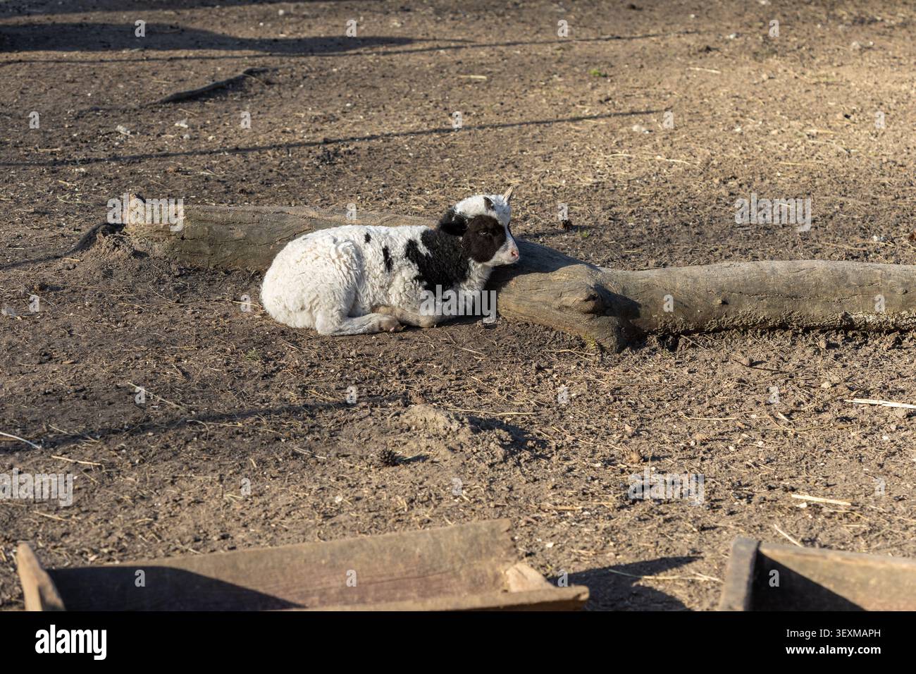 un agnello bianco e nero adagiato sullo sporco accanto a un tronco di legno in un recinto agricolo all'aperto illuminato dal sole Foto Stock