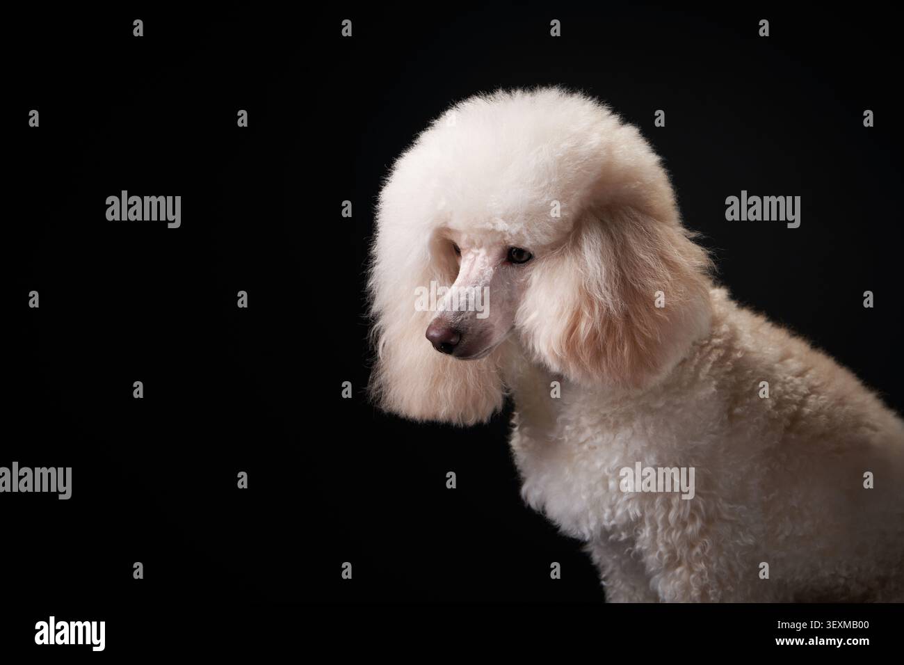 Un profilo laterale morbido di un barboncino bianco viene illuminato in modo drammatico su uno sfondo nero. Le ombre e i dettagli della pelliccia creano un ritratto per animali. Foto Stock