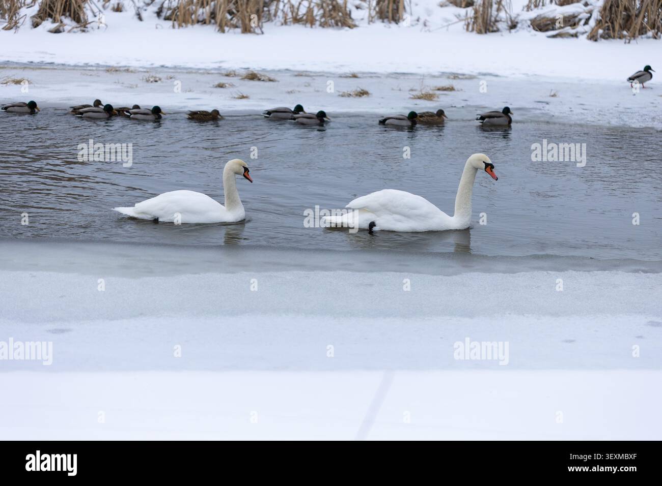 un paio di cigni bianchi e uno stormo di piccoli che nuotano in un canale di acqua fredda e aperta circondato da neve e ghiaccio con ampio spazio per le copie in primo piano Foto Stock