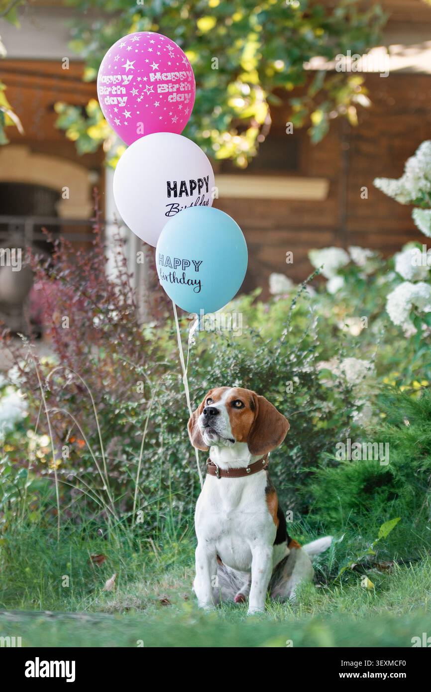 Simpatico cane beagle seduto accanto a colorati palloncini di compleanno in un giardino. Festeggiamenti per il compleanno degli animali domestici, decorazioni natalizie e concetto di "happy Companion". Foto Stock
