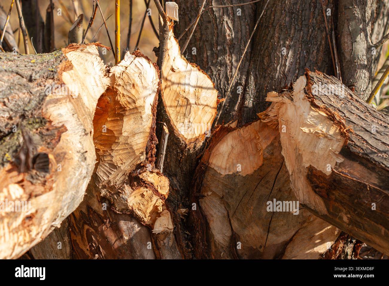 Un primo piano di un tronco di albero in una foresta che mostra segni profondi di gnaw e trucioli di legno lasciati dai castori, evidenziando l'impatto della fauna selvatica sull'ecosistema locale Foto Stock