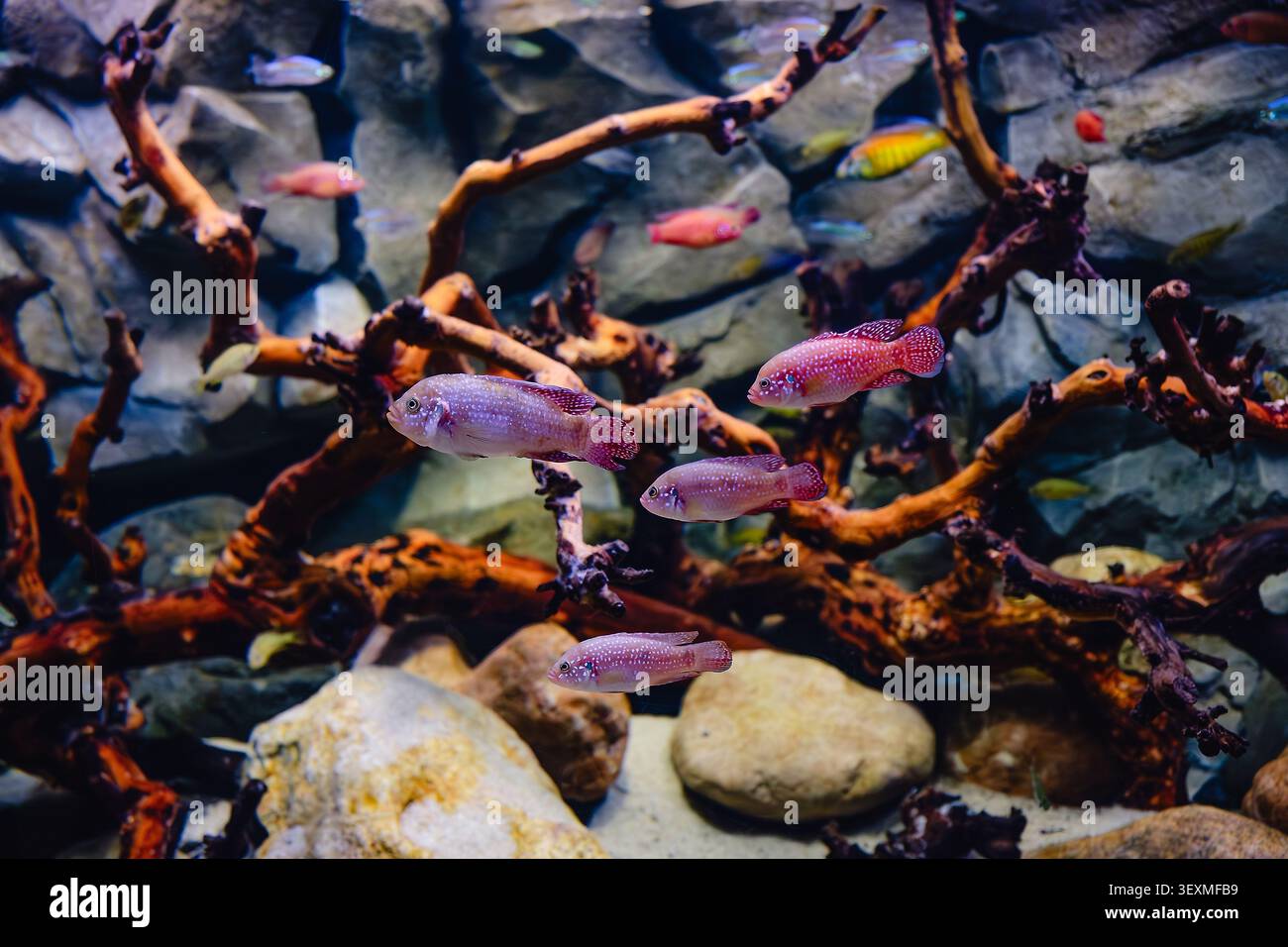 Pesci esotici di acqua dolce nell'acquario dell'oceanarium. Foto Stock