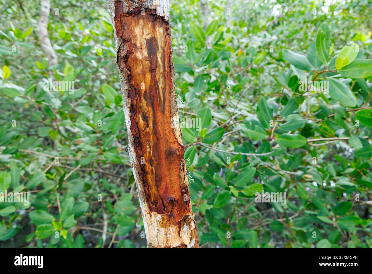 Corteccia rimossa dall'albero nella palude di mangrovie sull'Ilha do Cardoso, sull'isola di Cardoso, a San Paolo, in Brasile, probabilmente da granchi o altri animali che si forgiano Foto Stock