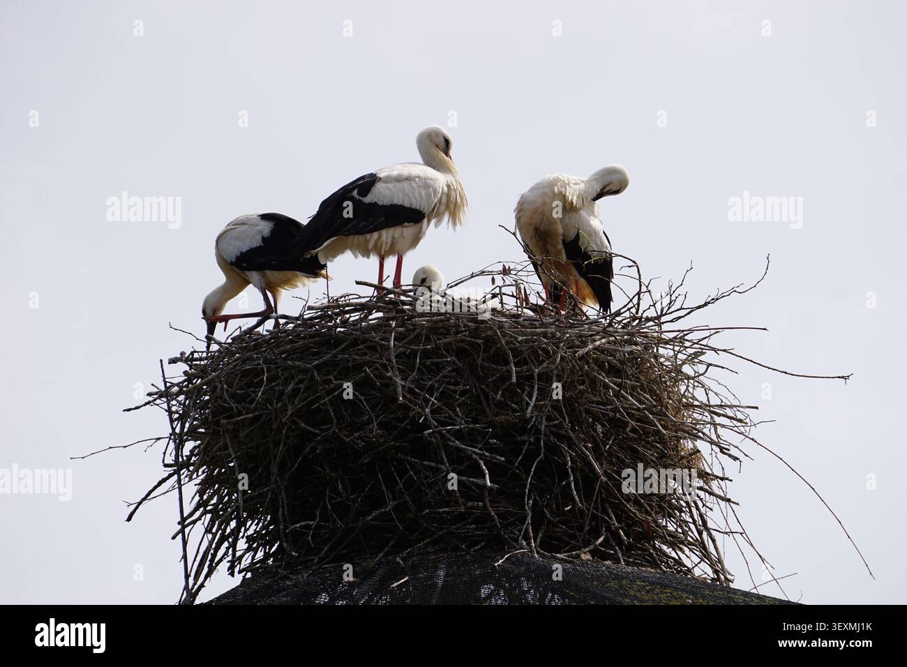 Una famiglia di cicogne si prende cura dei suoi giovani uccelli nel nido di Sankt Peter-Ording, Mare del Nord, Germania. Foto Stock