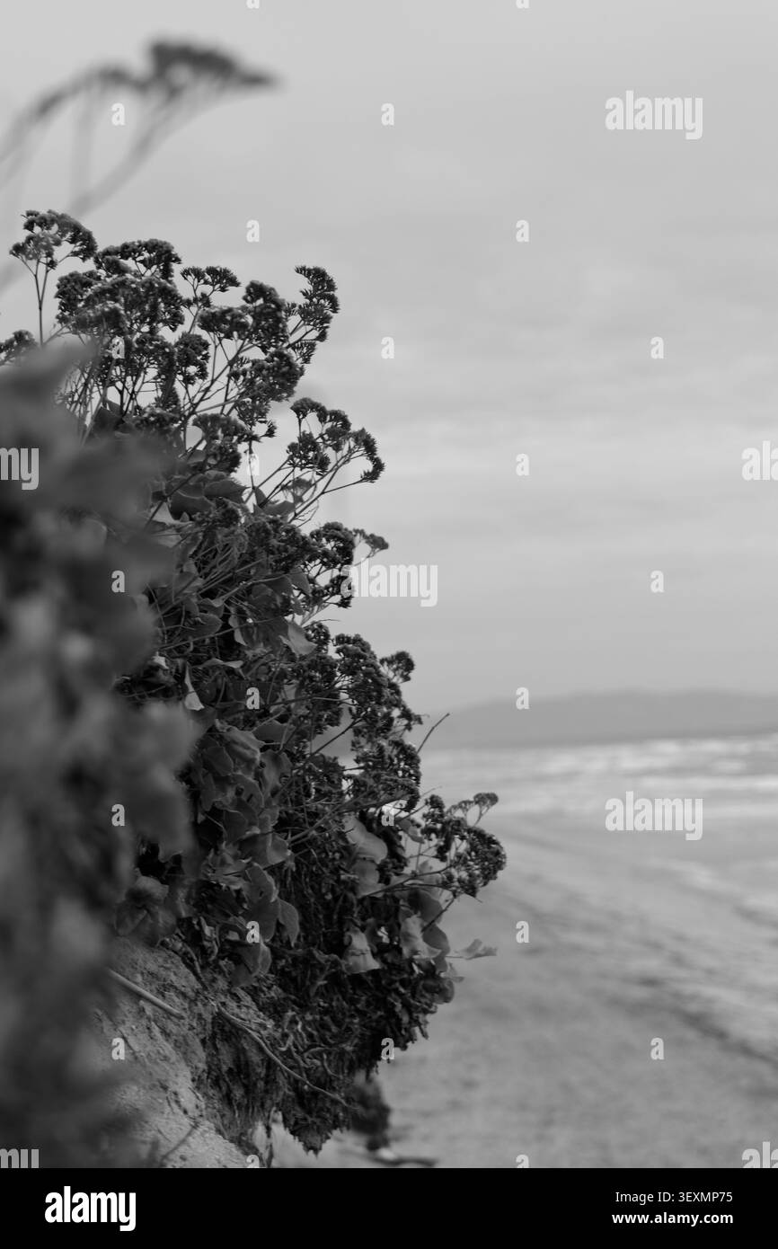 La lavanda di mare viola cresce lungo una scogliera costiera sopra una spiaggia sabbiosa, con onde oceaniche e orizzonte morbido che creano un tranquillo sfondo naturale. Foto Stock