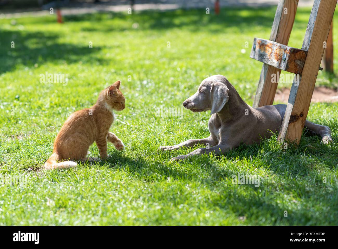 Un giovane cucciolo di Weimaraner e un gattino di zenzero curiosamente uno di fronte all'altro in un cortile soleggiato. Erba verde, elementi di legno per il teatro e un ampio giardino Foto Stock