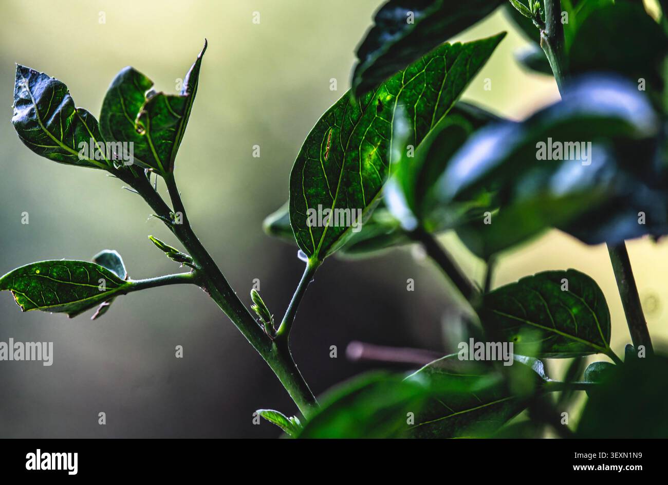 Le intricate trame venose di una foglia Foto Stock