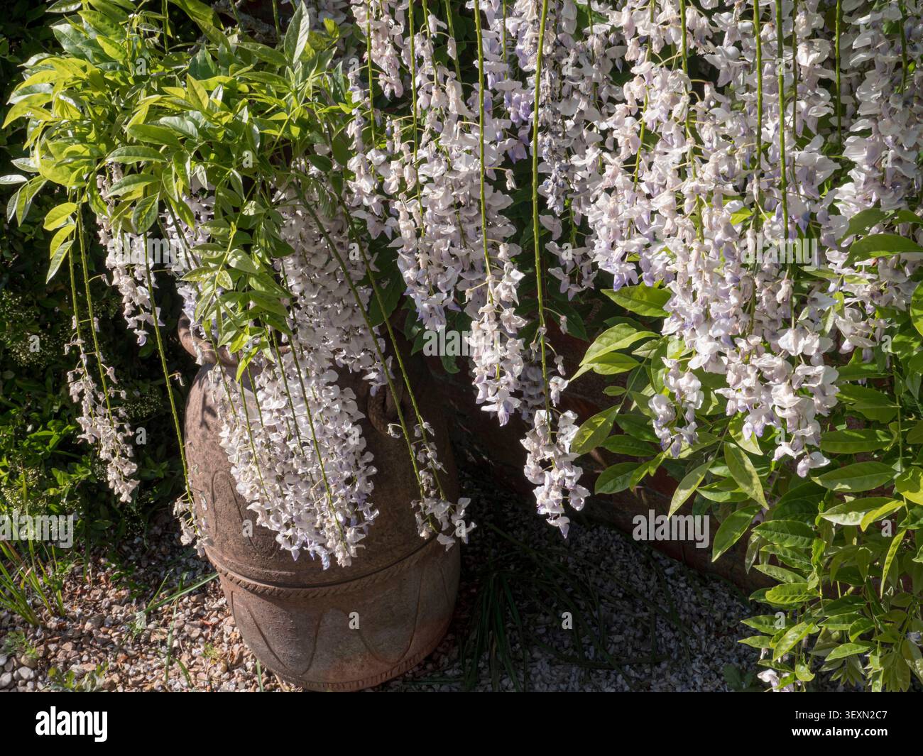 Glicina bianca, probabilmente la Wisteria floribunda 'Shiro-noda' (Glicina bianca giapponese) con vaso in terracotta ornamentale RHS Wisley Surrey UK Foto Stock
