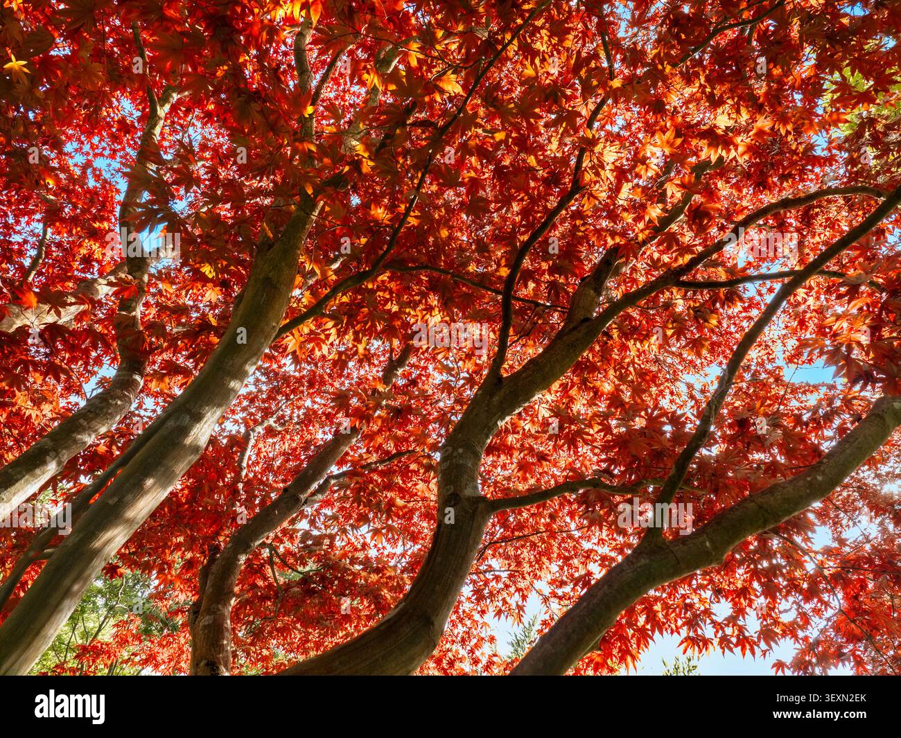 Acero giapponese (Acer palmatum) con foglie rosse vibranti dettaglio in primavera ai RHS Wisley Gardens del Surrey Foto Stock