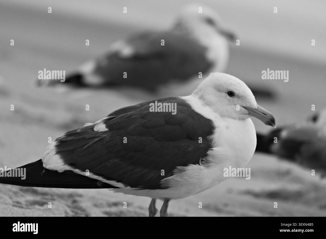 Gabbiani adulti e giovani riposano insieme sulla costa sabbiosa Foto Stock