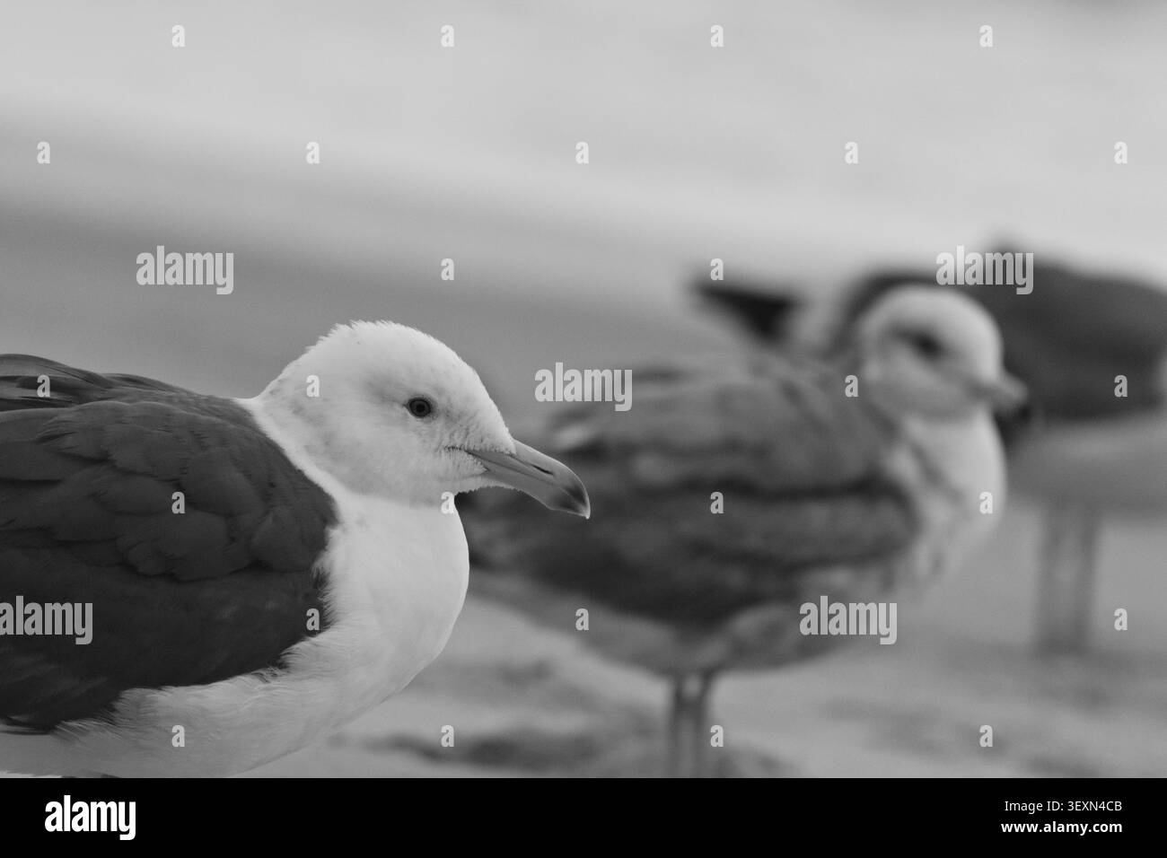 Gabbiani adulti e giovani riposano insieme sulla costa sabbiosa Foto Stock