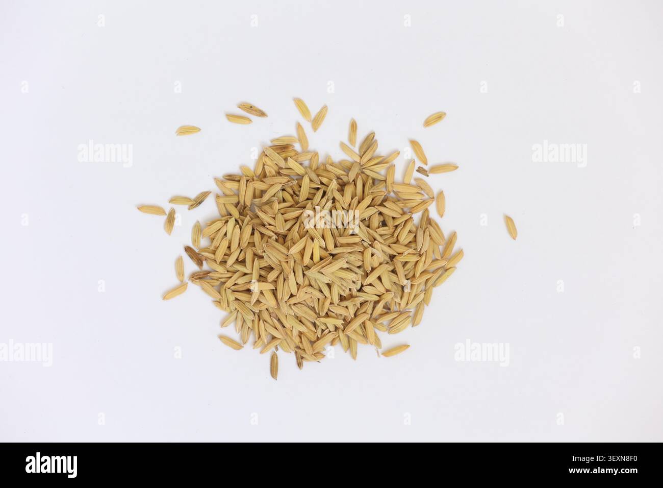 Mucchio di cereali di riso Paddy crudi in scafi su sfondo bianco per agricoltura e cibo Foto Stock