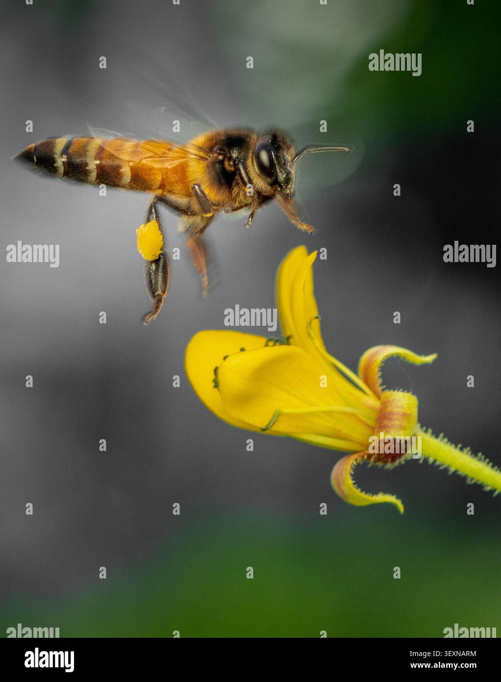 Ape con polline attaccato alle zampe che ronzando cerca il miele sopra un fiore giallo selvatico, scattata al mattino in un giardino a Mumbai, India Foto Stock