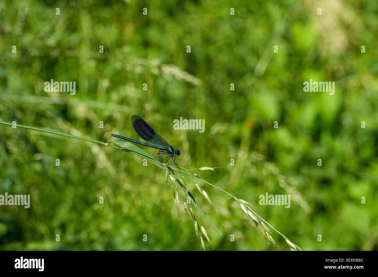 Libellula blu seduta su una foglia d'erba nel giardino. Foto Stock