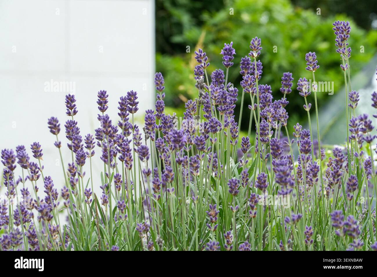 Fiori di lavanda nel giardino. Fiori di lavanda nel giardino. Cespuglio di lavanda. Foto Stock
