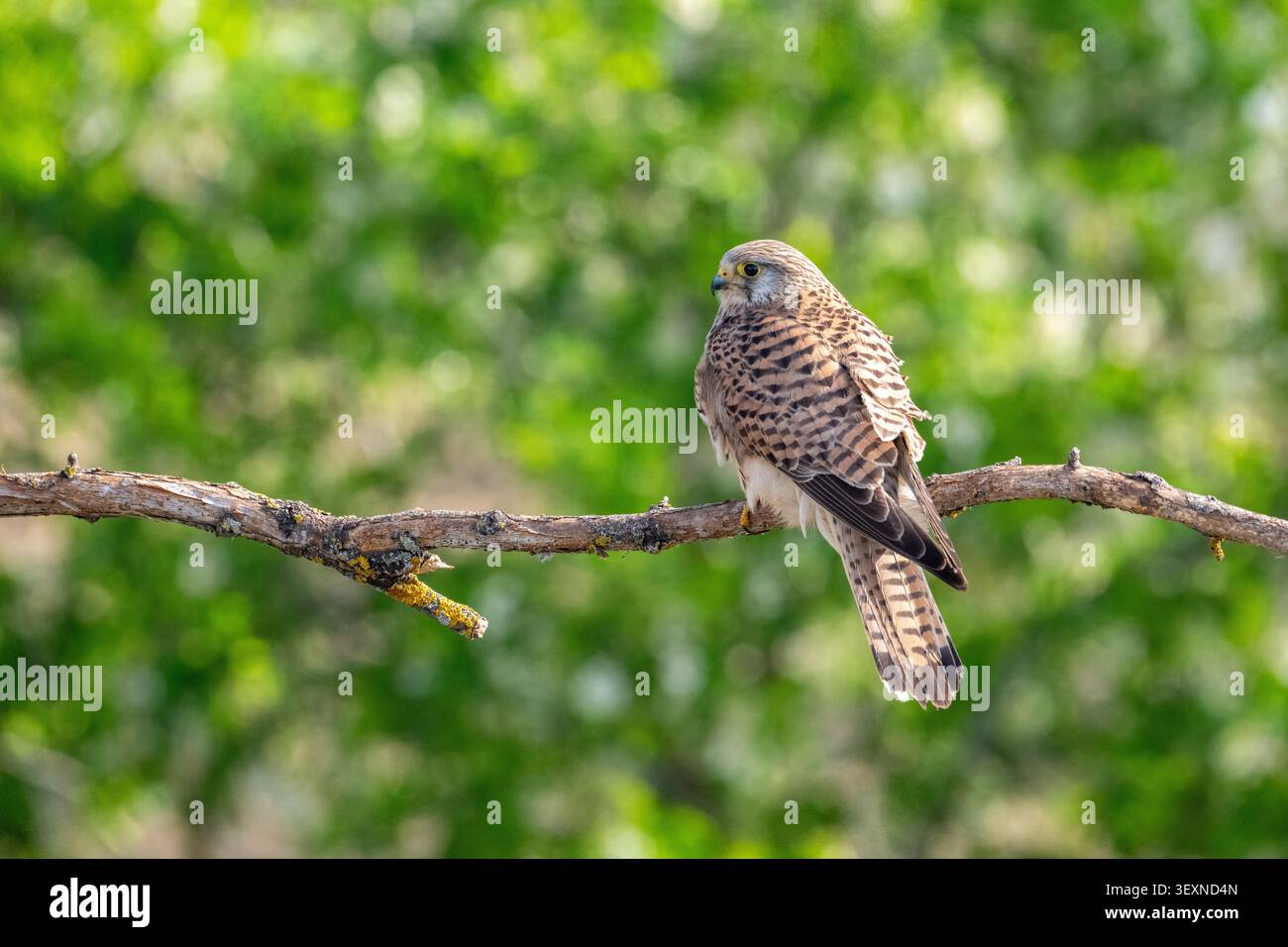 Gheppio comune (Falco tinnunculus) femmina adulta Foto Stock
