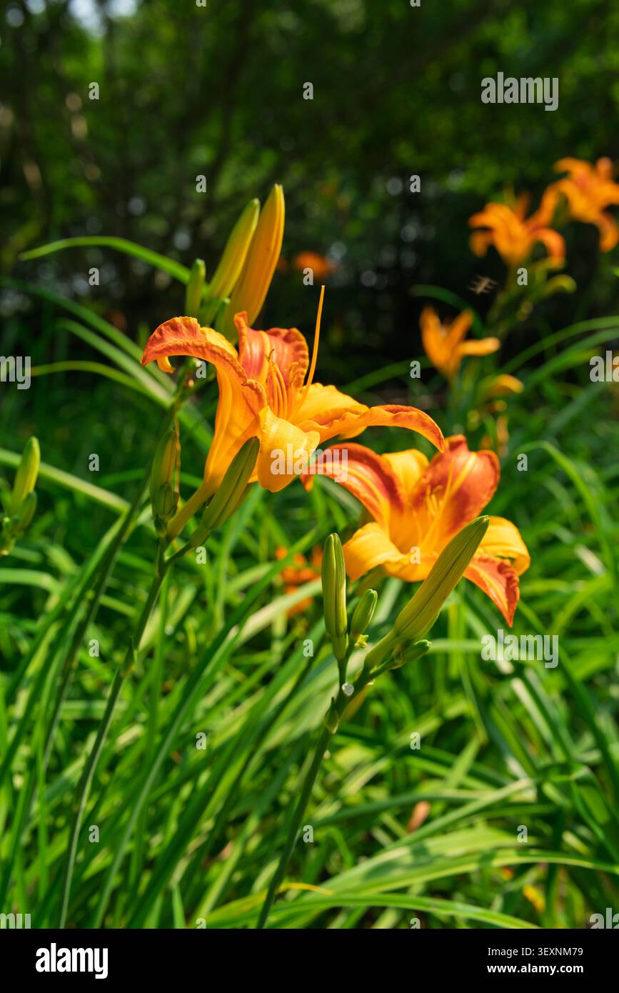 Fiori gialli arancioni vibranti (Hemerocallis fulva) che fioriscono in un campo verde, con un insetto volante che crea un effetto di sfocatura in movimento simile a una verga nella parte Foto Stock